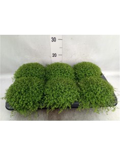 SOLEIROLIA SOLEIROLII OUTDOOR