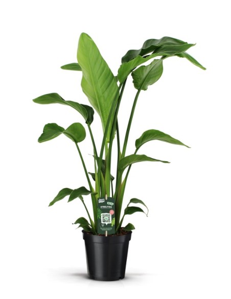 Strelitzia Nicolai  Ave del Paraíso Gigante Planta Tropical para Interior y Exterior