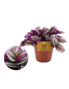 TRADESCANTIA