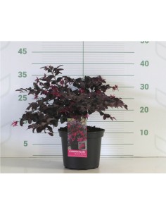 Loropetalum Chinensis Pipa S Red 2.5L  Follaje Rojo y Flores Rosadas | Endanea Garden

