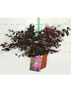 Loropetalum Chinensis 'Rose in Black' 2.5L  Arbusto con follaje púrpura y flores rosas