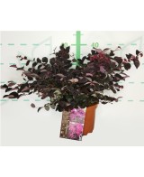 Loropetalum Chinensis 'Rose in Black' 2.5L  Arbusto con follaje púrpura y flores rosas

