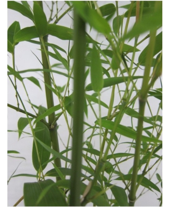 Phyllostachys Bisseti 5L  Bambú resistente, rápido crecimiento y setos naturales

