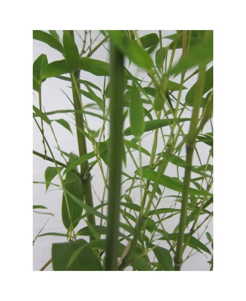 Phyllostachys Bisseti 5L  Bambú resistente, rápido crecimiento y setos naturales

