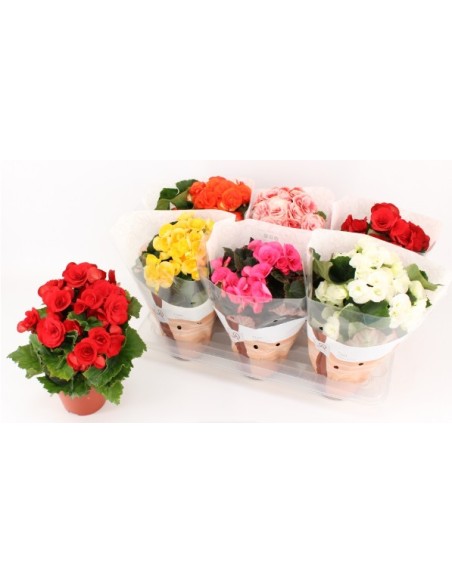 Begonia planta ornamental con flores brillantes y fácil cuidado para interiores y exteriores

