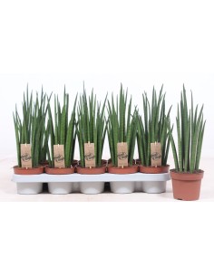 Sansevieria Lengua de Suegra planta de interior resistente y decorativa Endanea Garden

