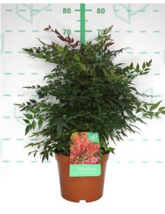 Nandina Doméstica Obsesed Seika 5L  Planta ornamental con hojas coloridas y bajo mantenimiento


