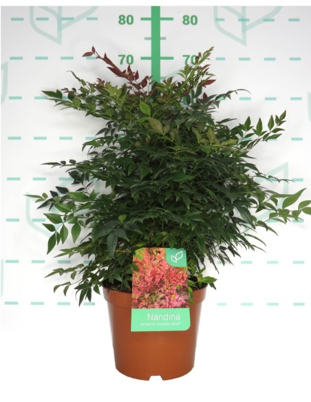Nandina Doméstica Obsesed Seika 5L  Planta ornamental con hojas coloridas y bajo mantenimiento