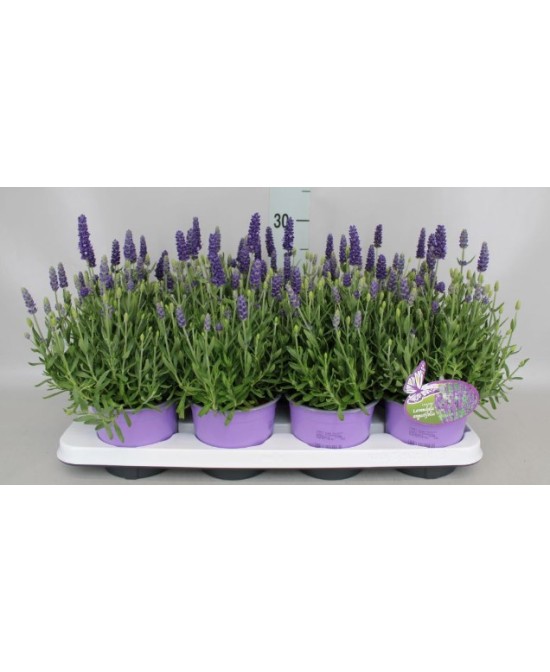 Lavanda Perenne con Aroma Natural  Ideal para Jardín y Hogar | Endanea Garden

