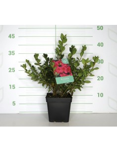 AZALEA JAPONICA HORTINNO 3L