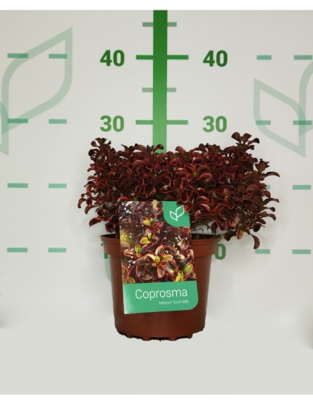 Fertilizante Líquido COPROSMA MIX 2L  Nutrición Equilibrada para Plantas y Arbustos