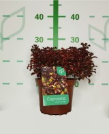 Fertilizante Líquido COPROSMA MIX 2L  Nutrición Equilibrada para Plantas y Arbustos

