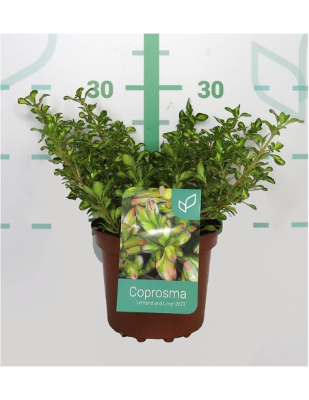 Fertilizante Líquido COPROSMA MIX 2L  Nutrición Equilibrada para Plantas y Arbustos