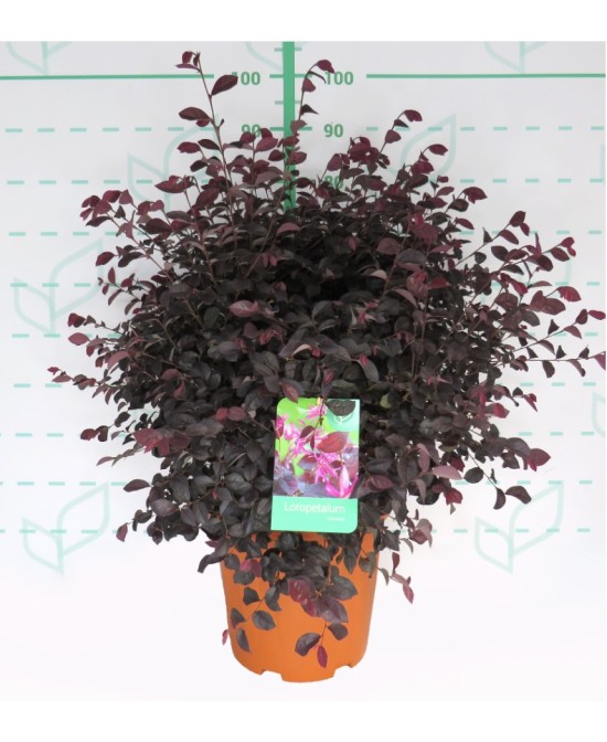 Loropetalum Black Pearl  Planta Ornamental con Follaje Negro y Flores Rosadas


