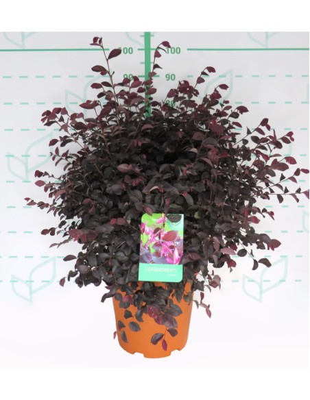 Loropetalum Black Pearl  Planta Ornamental con Follaje Negro y Flores Rosadas