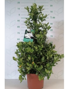 Gardenia Jasminoides 3L | Planta Perenne con Flores Blancas y Fragancia Intensa