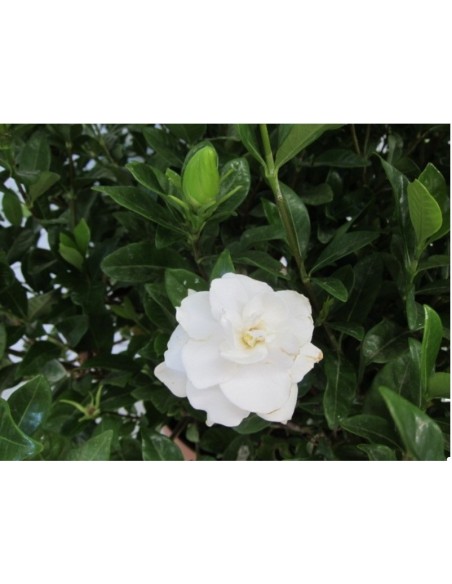 Gardenia Jasminoides 3L | Planta Perenne con Flores Blancas y Fragancia Intensa

