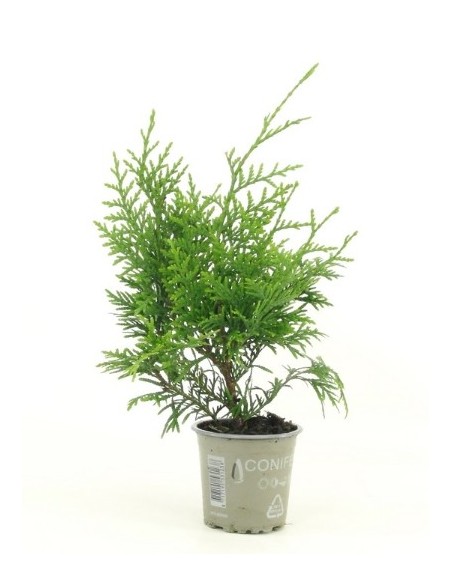 Thuja Plicata  Ciprés Gigante para Setos Altos y Jardines | Endanea Garden