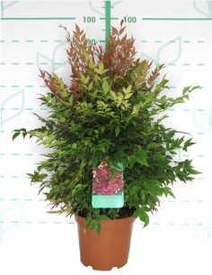 Nandina Domestica Gulf Stream 3L  Planta ornamental con follaje cambiante y bajo mantenimiento