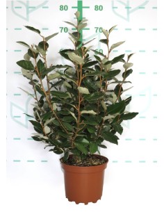 Elaeagnus Ebbingei  Arbusto Perenne de Follaje Plateado Ideal para Setos y Borduras