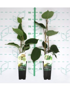 Actinidia Deliciosa (Kiwi) 2L con Tutor 75 cm | Planta Frutal en Endanea Garden