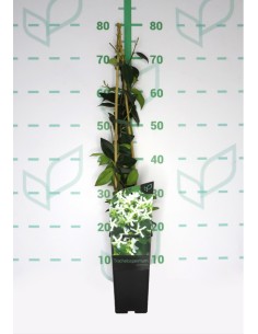 Trachelospermum Jasminoides Jazmín Estrella  Planta Trepadora Aromática para Jardines y Pérgolas


