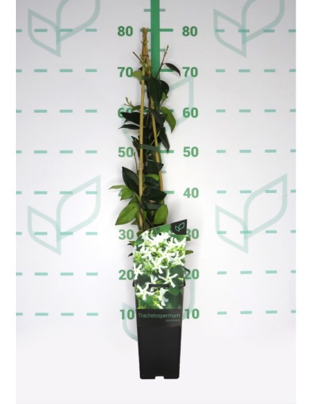 Trachelospermum Jasminoides Jazmín Estrella  Planta Trepadora Aromática para Jardines y Pérgolas