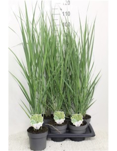 Panicum Virgatum "Prairie Sky" 2.5L  Gramínea Ornamental Azul para Jardines Modernos