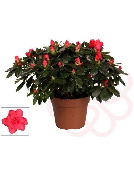 AZALEA MULTICOLOR