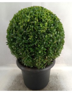 Buxus (Boj) - Setos Formales y Bordes Decorativos de Follaje Perenne