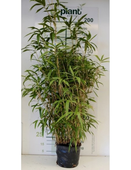 Pseudosasa Japonica 15L  Bambú perenne para privacidad y jardines verdes