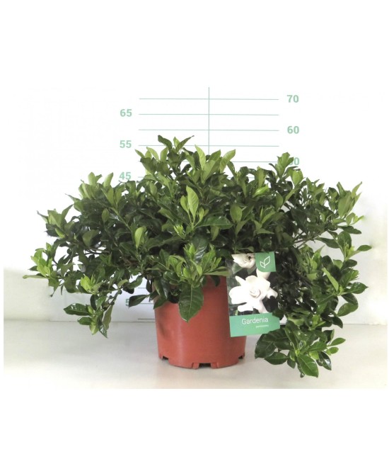 Gardenia Jasminoide 10L  Elegancia y Aroma Natural | Endanea Garden

