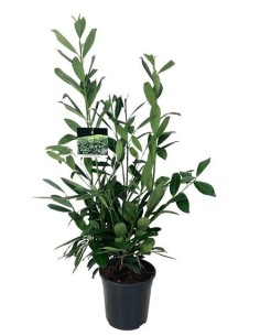 Prunus Caucasica  Cerezo Ornamental de Floración Espectacular | Endanea Garden