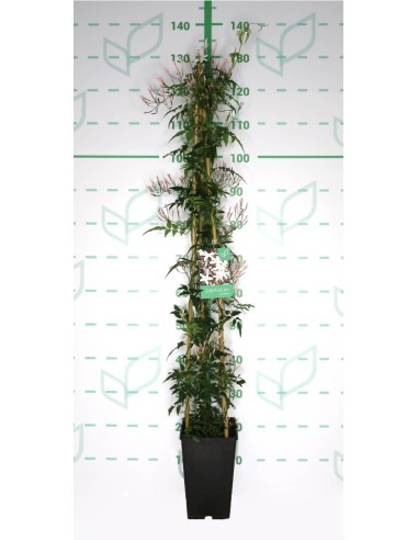 Jasminum Playanthum 4L  Jazmín trepador fragante para pérgolas y muros

