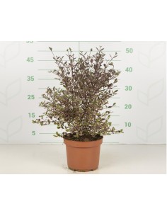 Lophomyrtus Ralphii Purpurea Nana 2.5L  Arbusto compacto de follaje púrpura | Endanea Garden