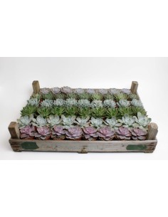 Echeveria Suculenta de Roseta  Planta Fácil de Cuidar, Decorativa y Resistente para Interiores y Exteriores

