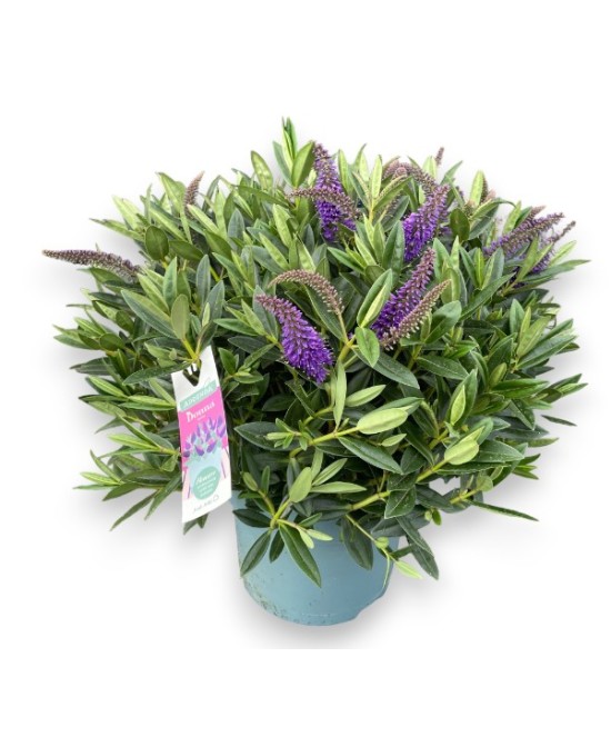 Hebe Addenda Arbusto Ornamental Compacto con Floración Vibrante | Endanea Garden

