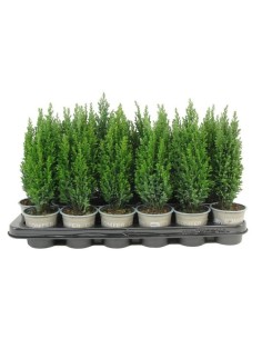 Chamaecyparis Falso Ciprés  Conífera de Follaje Denso y Resistente