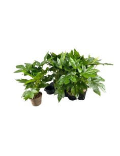 Fatsia Japonica Aralia Japonesa planta ornamental resistente para interiores y jardines

