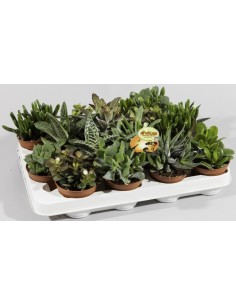 Crassula Árbol de Jade  Suculenta Fácil de Cuidar con Follaje Verde Jade, Ideal para Decoración Interior y Exterior

