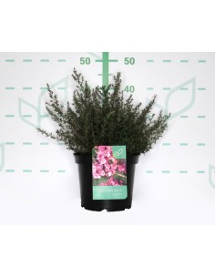 Leptospermum Scoparium 11L Cuadrada  Arbusto Ornamental Resistente y Florido | Endanea Garden