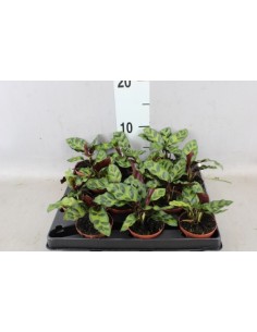 Maranta Leuc Mix  Planta de Interior Compacta y Colorida | Endanea Garden