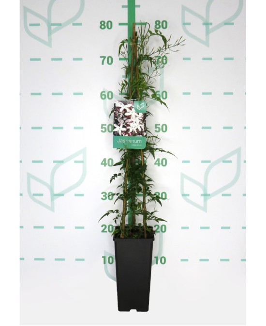 Jasminum Polyanthum  Planta Trepadora con Flores Blancas y Aroma Fragante

