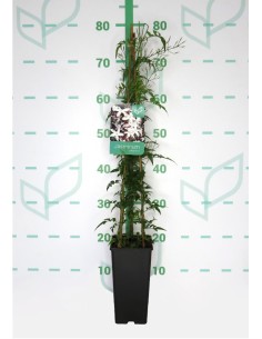 Jasminum Polyanthum  Planta Trepadora con Flores Blancas y Aroma Fragante

