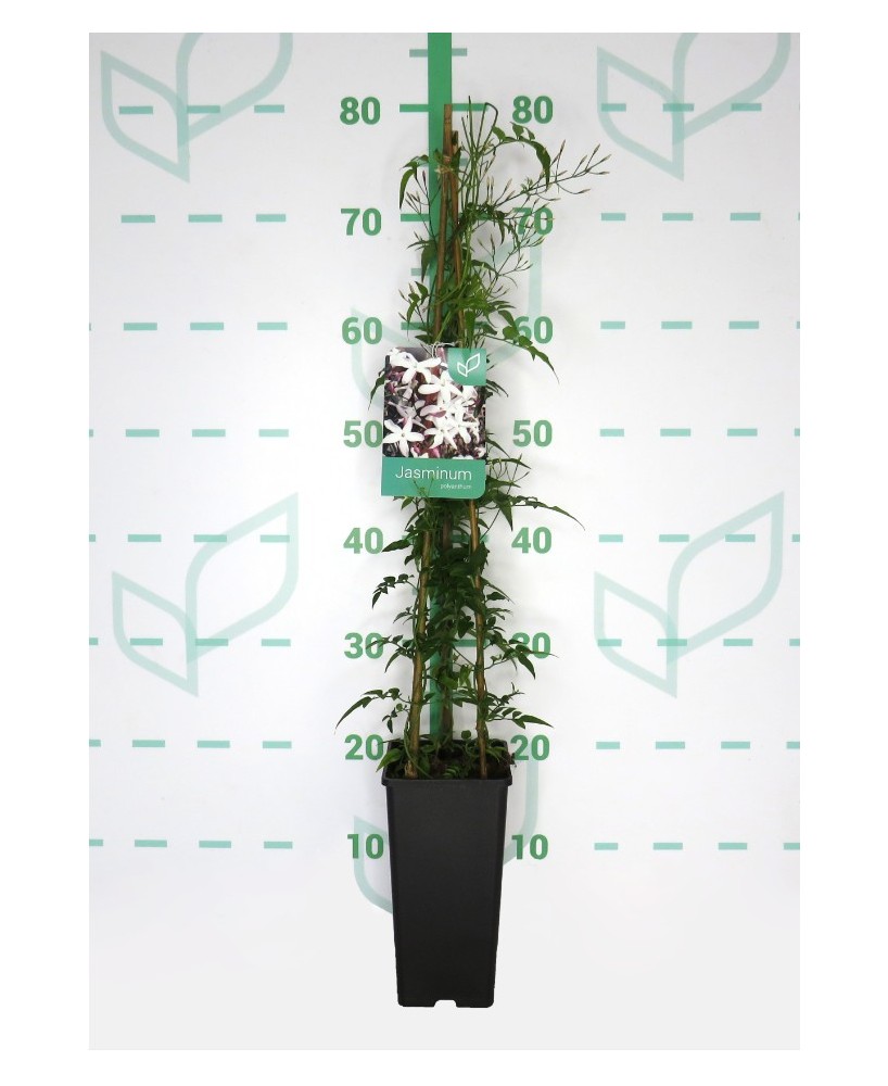 Jasminum Polyanthum  Planta Trepadora con Flores Blancas y Aroma Fragante

