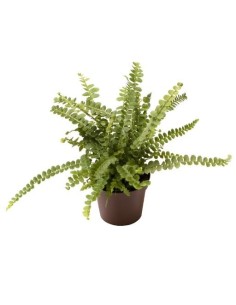 Nephrolepis Mix  Helechos Ornamentales Compactos y Purificadores de Aire | Endanea Garden