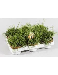 Rhipsalis Cassutha planta colgante tropical suculenta fácil cuidado Endanea Garden