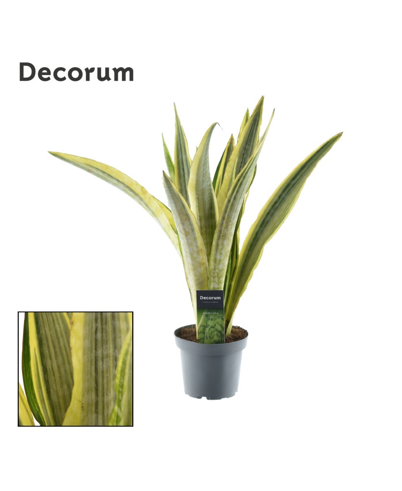 Sansevieria Trifasciata Laurentii  Planta de Interior Fácil de Cuidar | Endanea Garden

