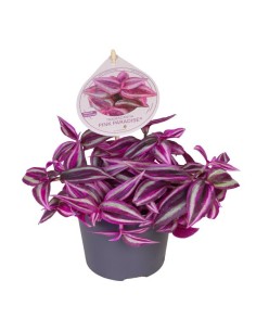 Tradescantia Fluminensis Pink Paradise planta interior hojas rosa verde fácil cuidado Endanea Garden
