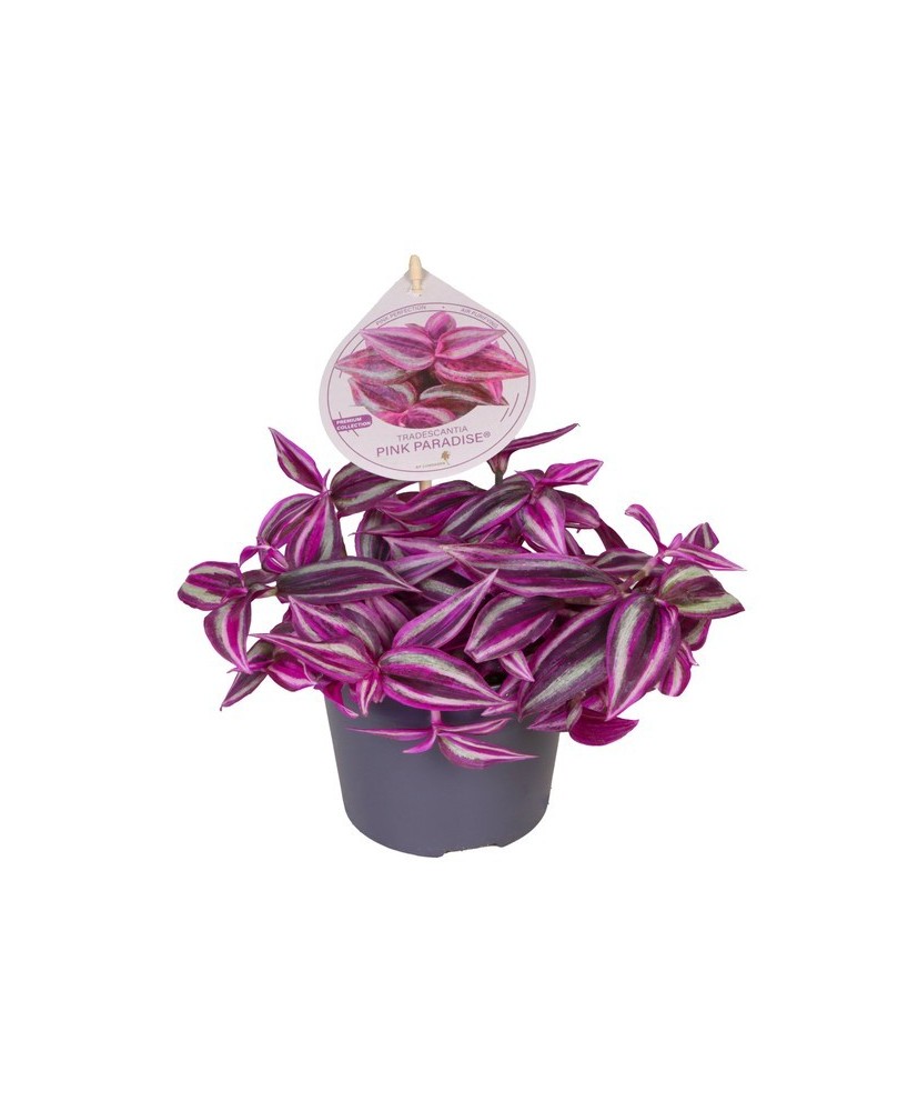 Tradescantia Fluminensis Pink Paradise planta interior hojas rosa verde fácil cuidado Endanea Garden

